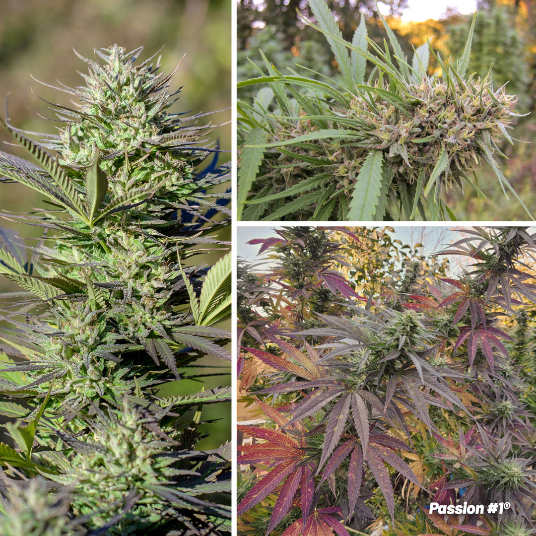 passion1-outdoor-cannabis-growing-high-thc