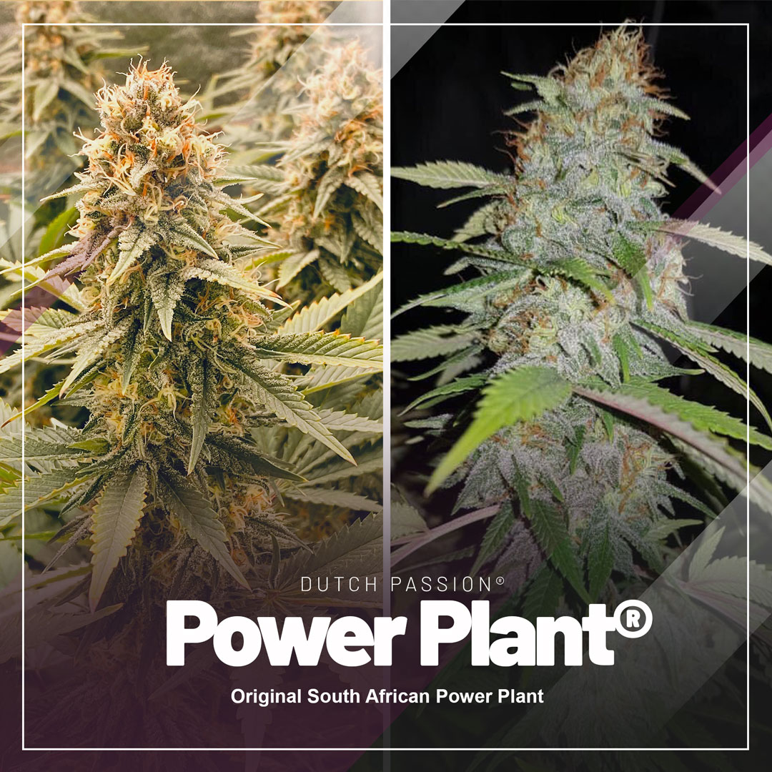 power-plant-the-classic-original-90s-cannabis
