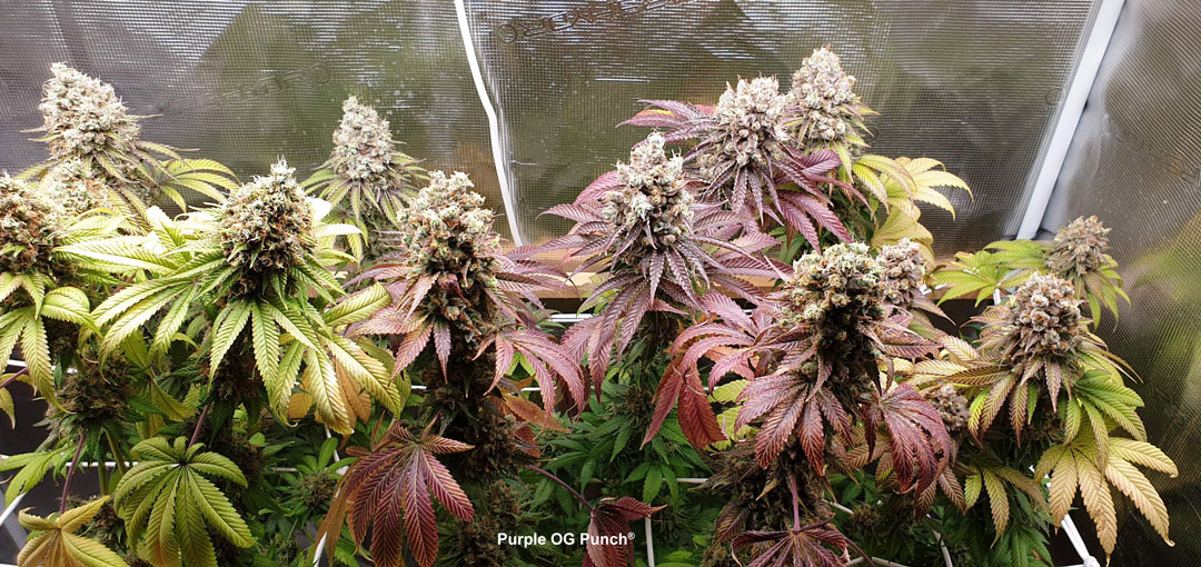 root-for-organic-cannabis