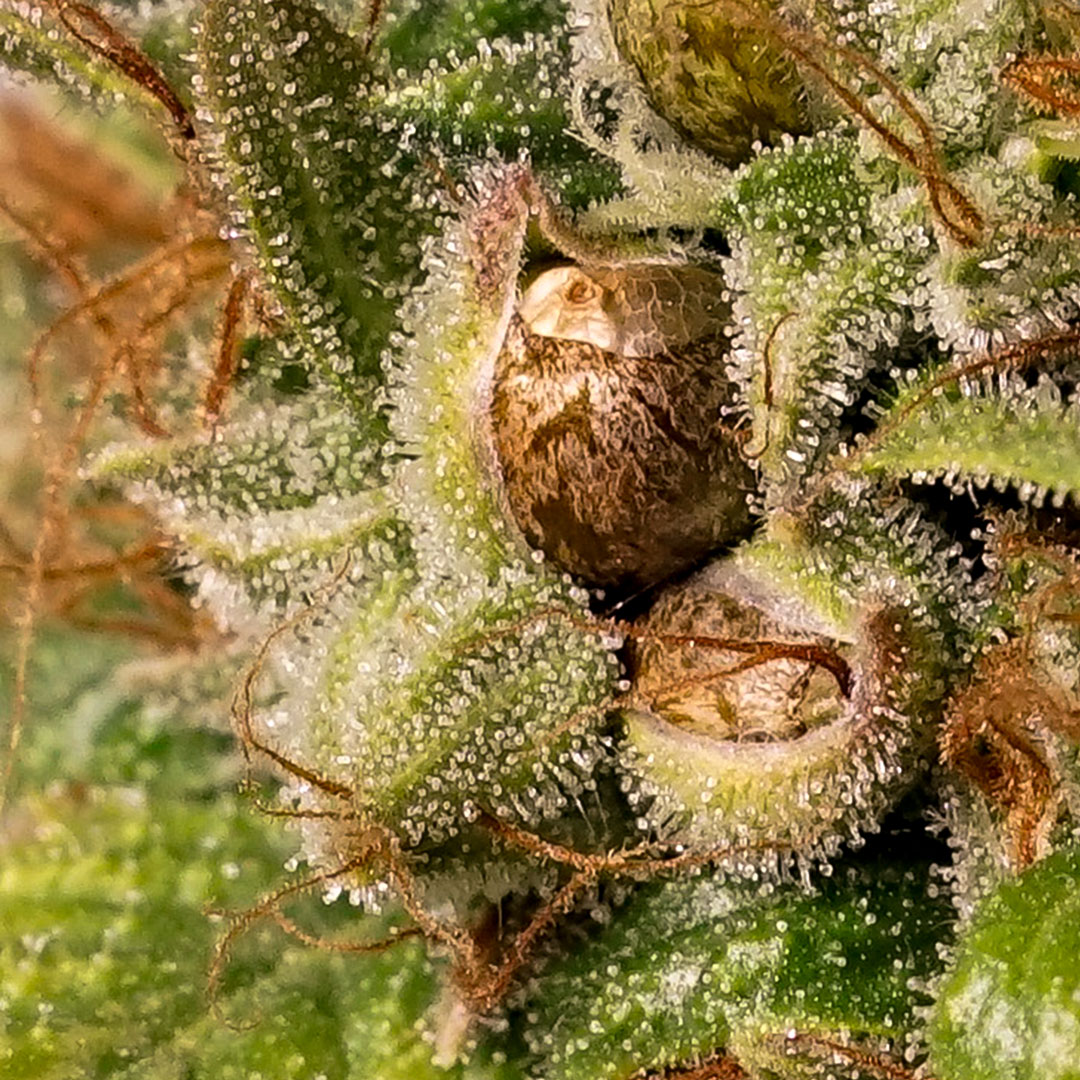seeds-inside-a-cannabis-plant-2