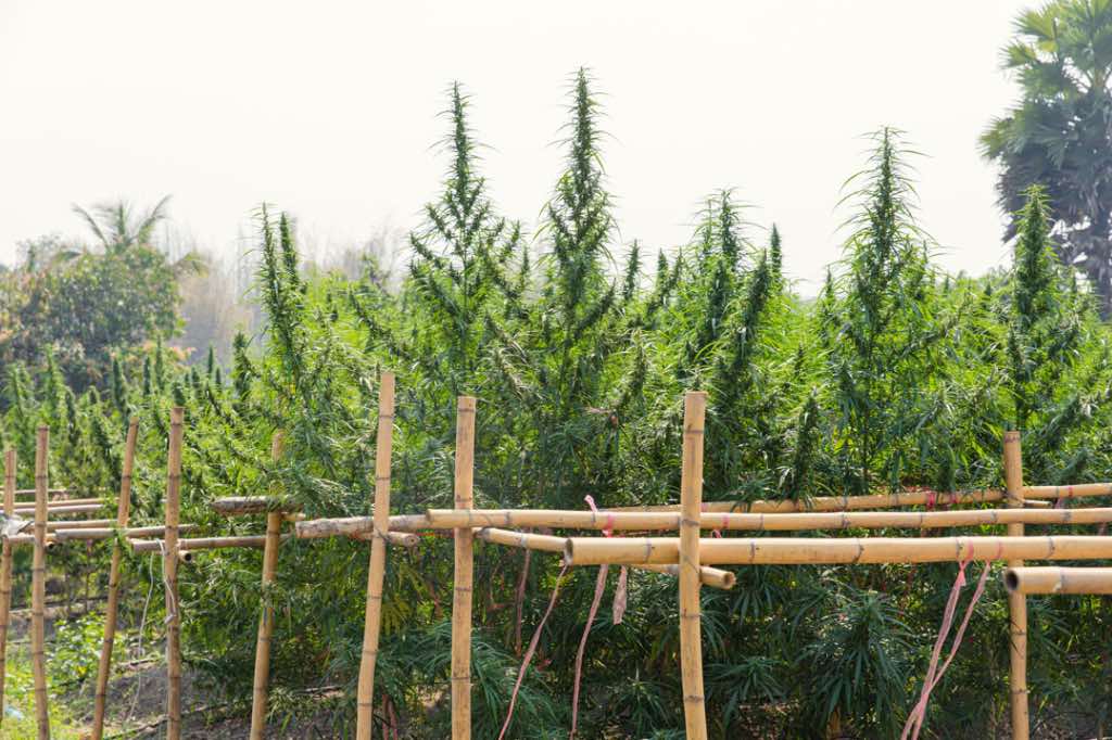 Siam’s Smile - new sativa strain bred to celebrate the Thai dispensary opening