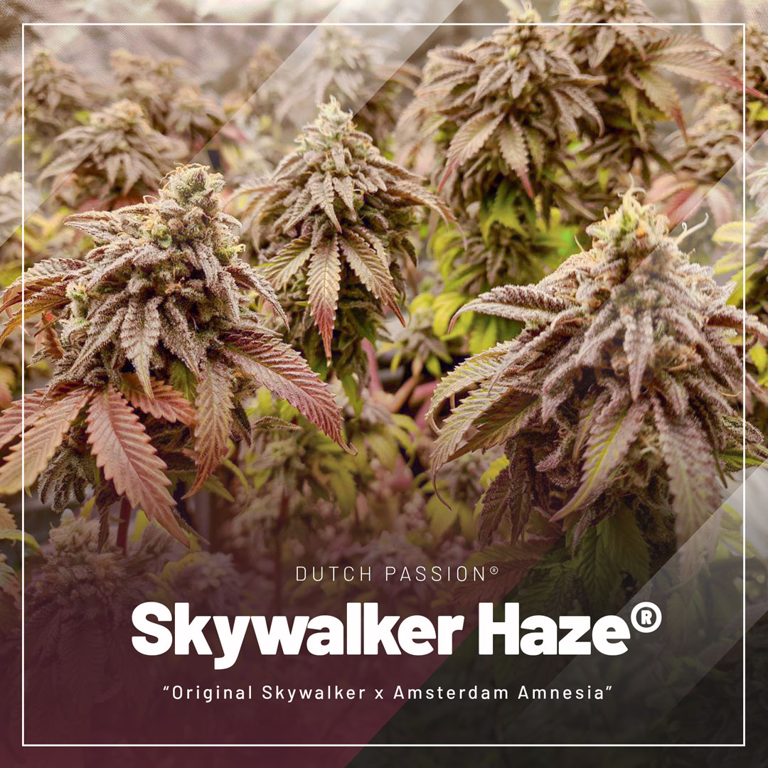 skywalker-haze-cannabis-seeds-by-Dutch-Passion
