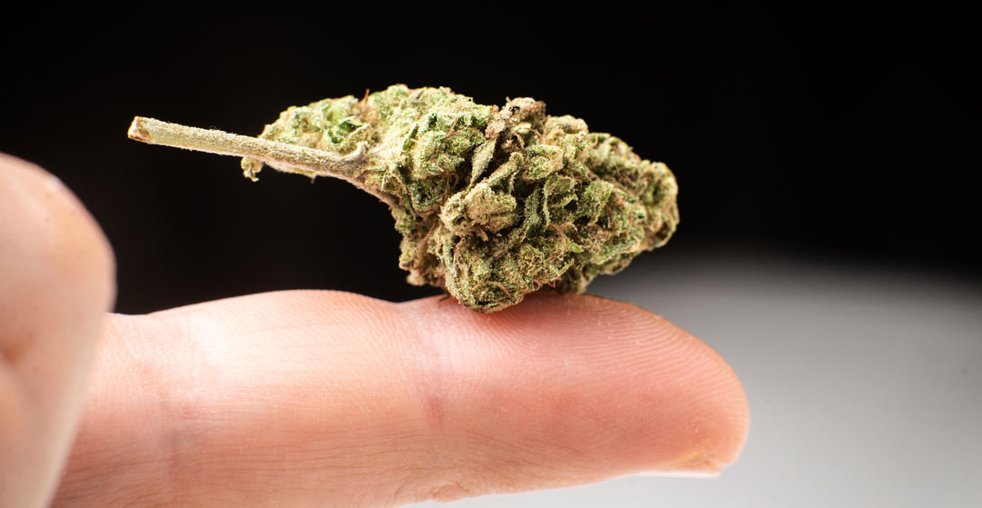 small-cannabis-flowers-nuggets-popcorn