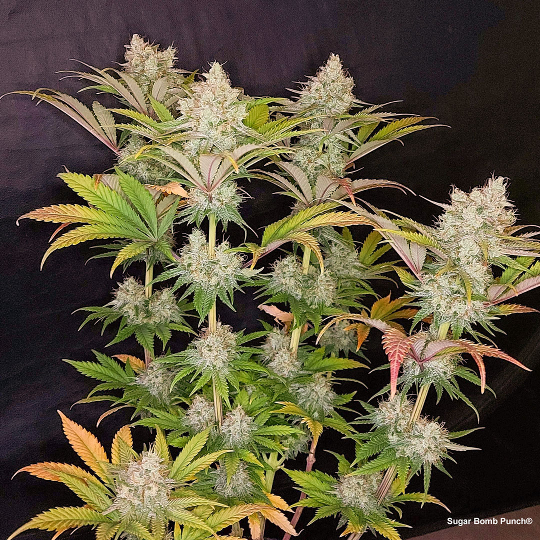 sugar-bomb-punch-resin-cannabis-dutch-passion-seeds