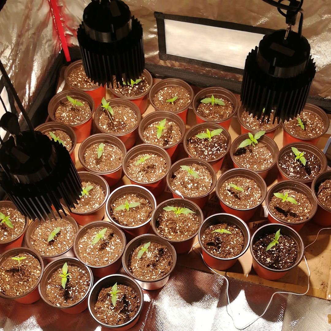 take-care-of-your-seedlings