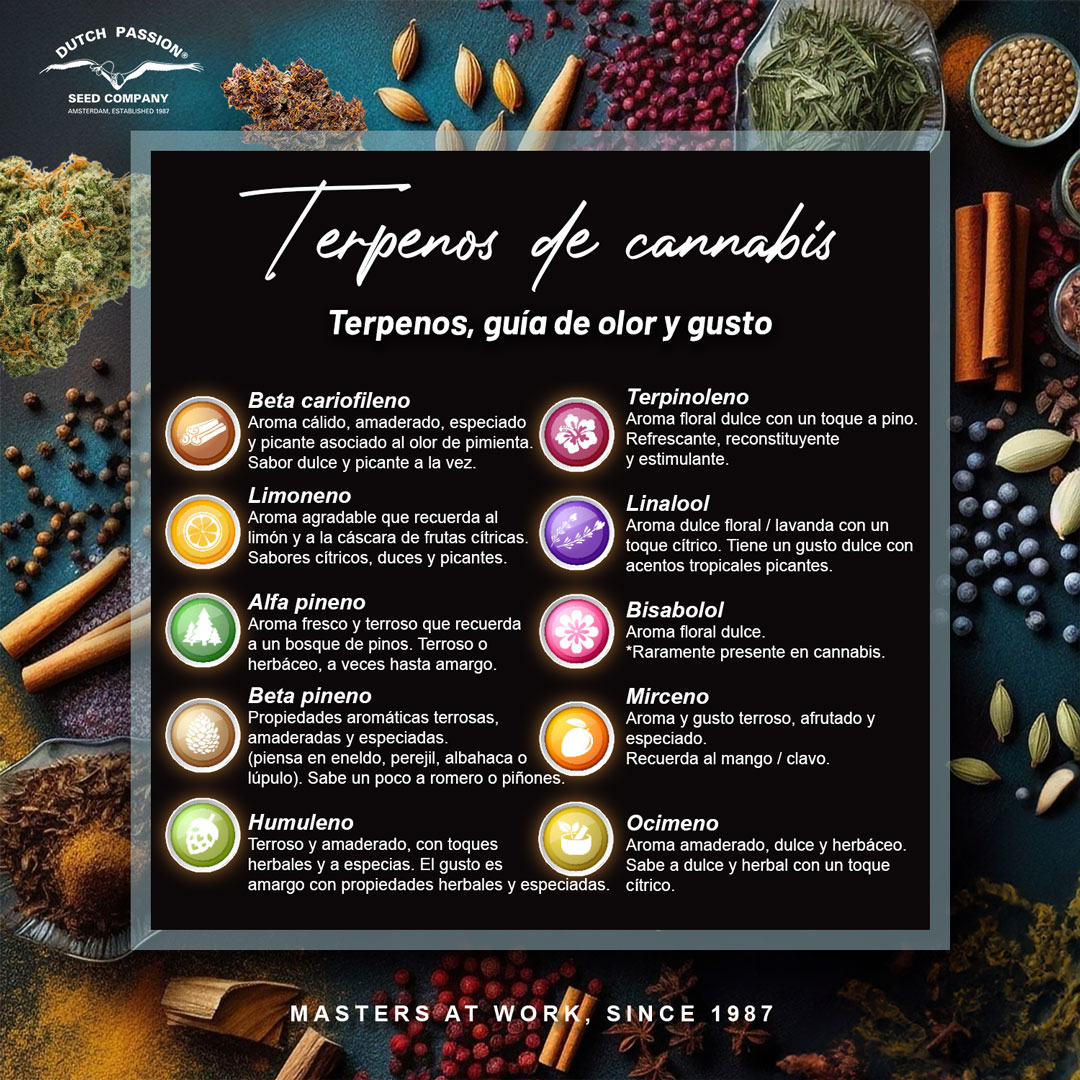 Cómo funcionan los terpenos del cannabis