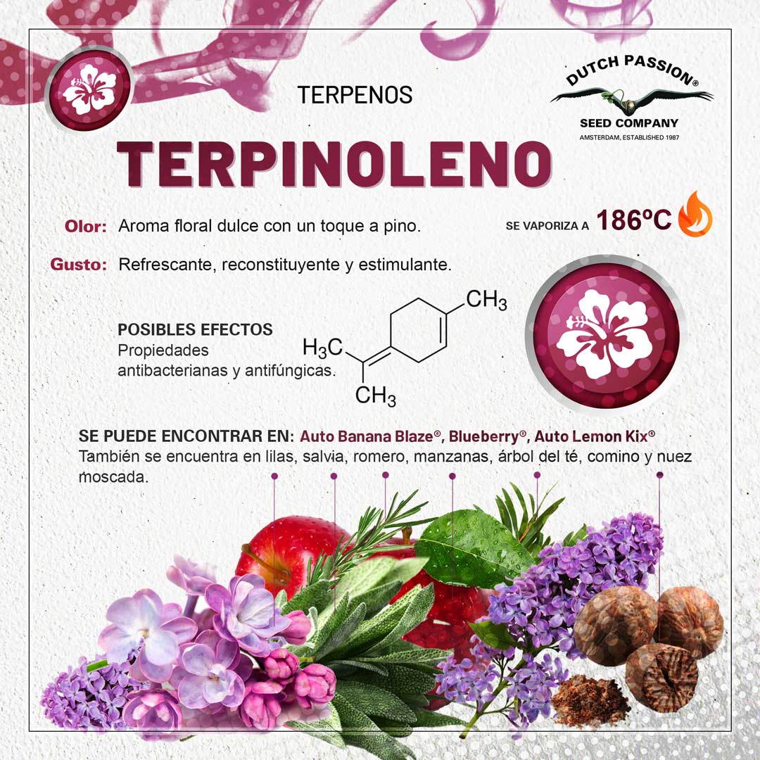Terpinoleno: Guia de olor gusto y efectos