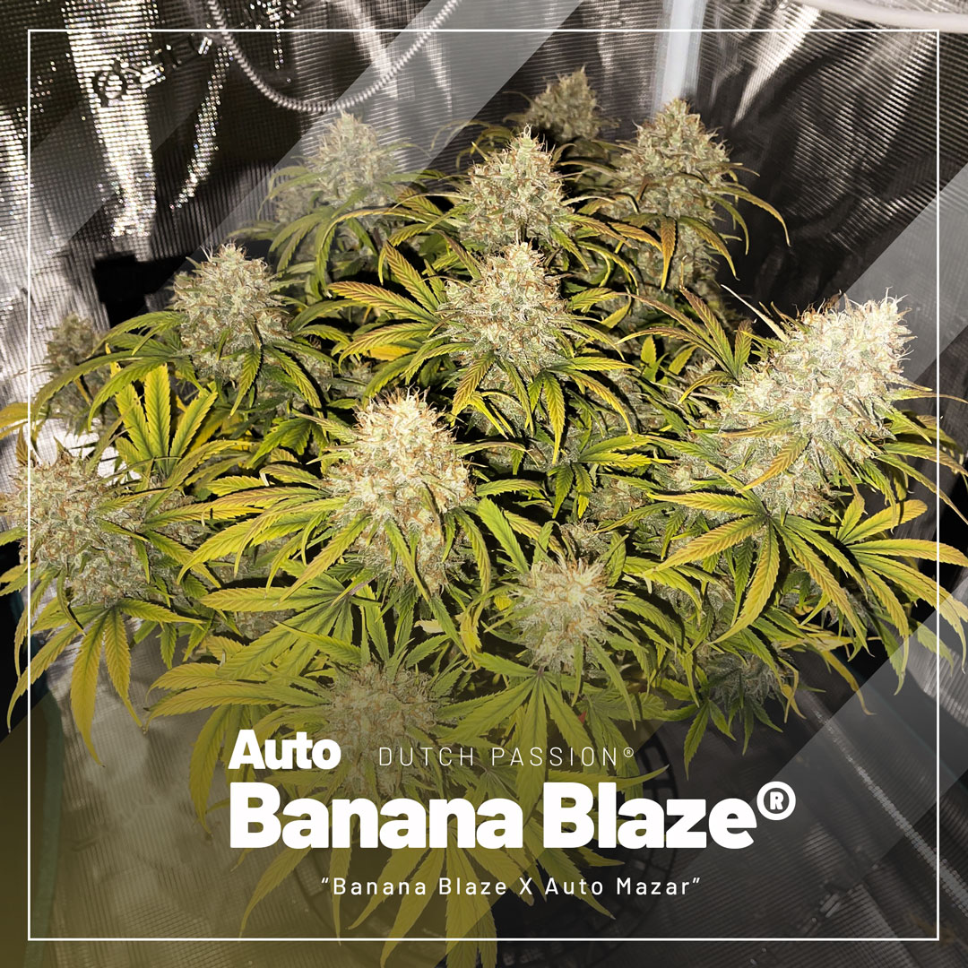 top-selling-autoflowers-2023-Auto-Banana-Blaze