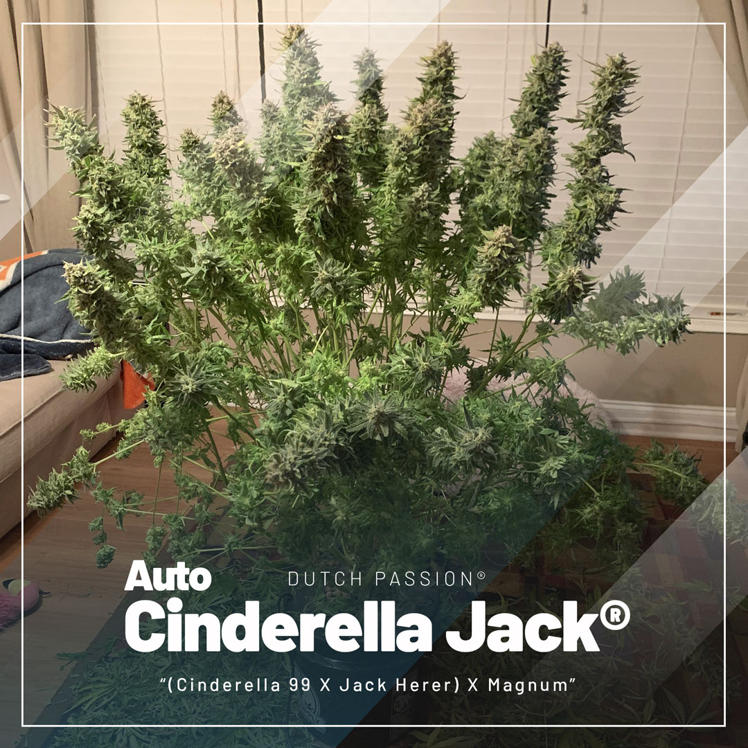 top-selling-autoflowers-2023-Auto-Cinderella-Jack