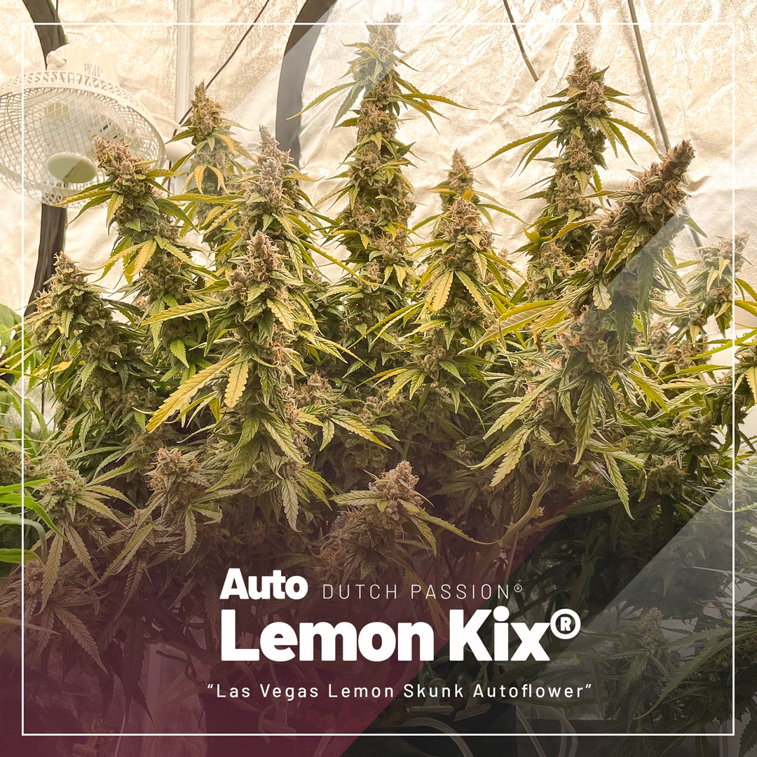 top-selling-autoflowers-2023-Auto-Lemon-Kix