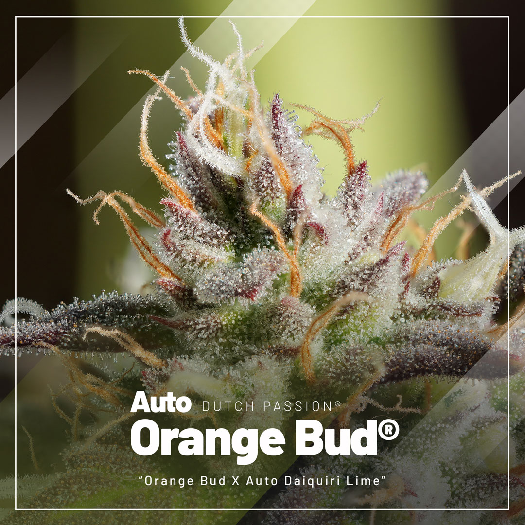 top-selling-autoflowers-2023-Auto-Orange-Bud