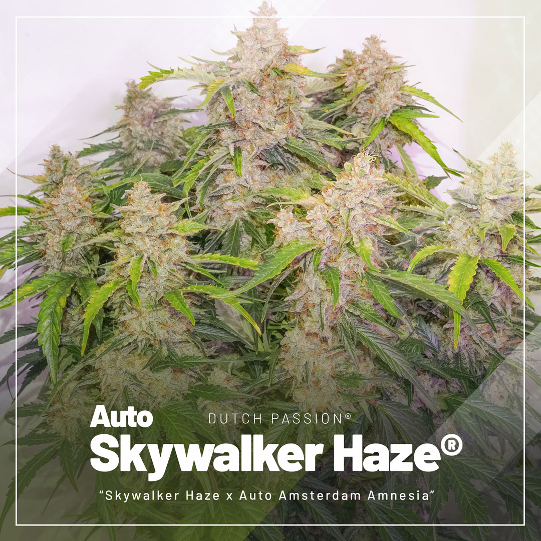 top-selling-autoflowers-2023-Auto-Skywalker-Haze