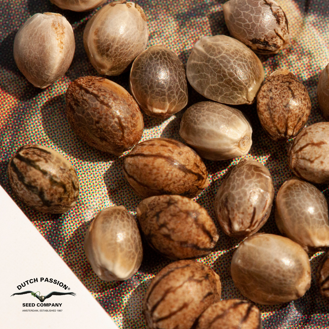 what-do-healthy-cannabis-seeds-look-like