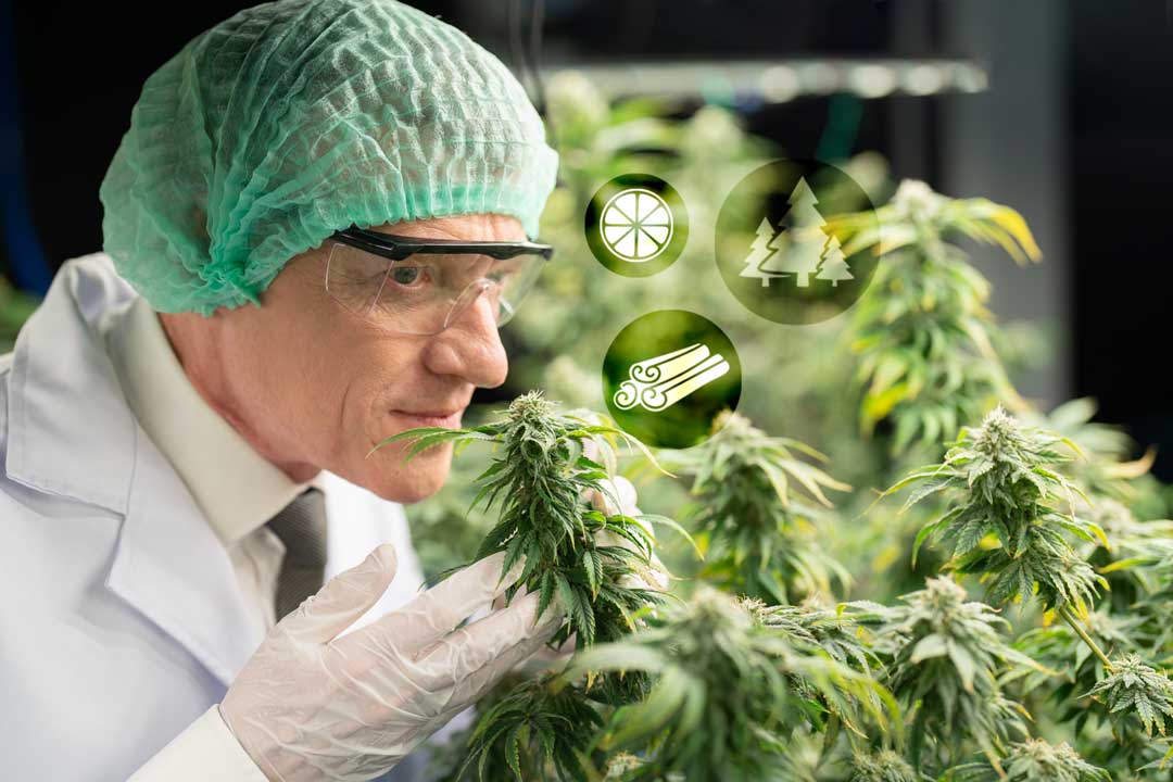 what-does-white-widow-smell-like-cannabis