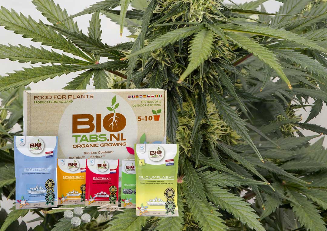 your-autoflowers-in-the-nutrient-sweet-spot