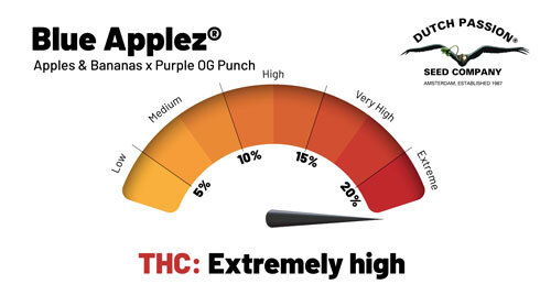 Blue Applez THC (>20%)