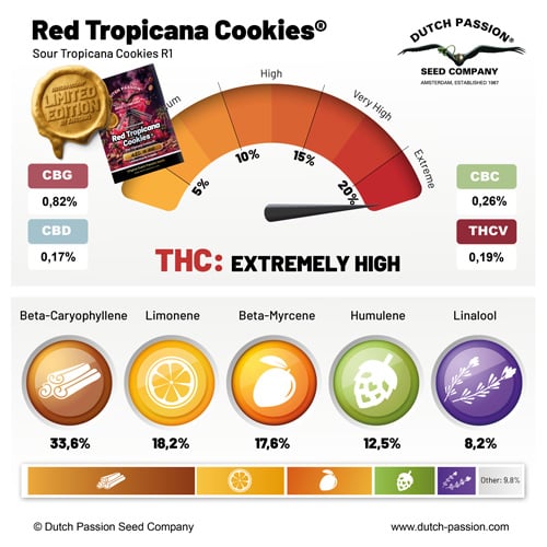 Red tropicana Cookies cannabis seeds terpene profile