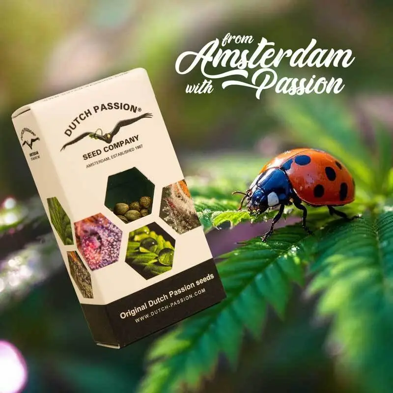 Dutch Passion Package