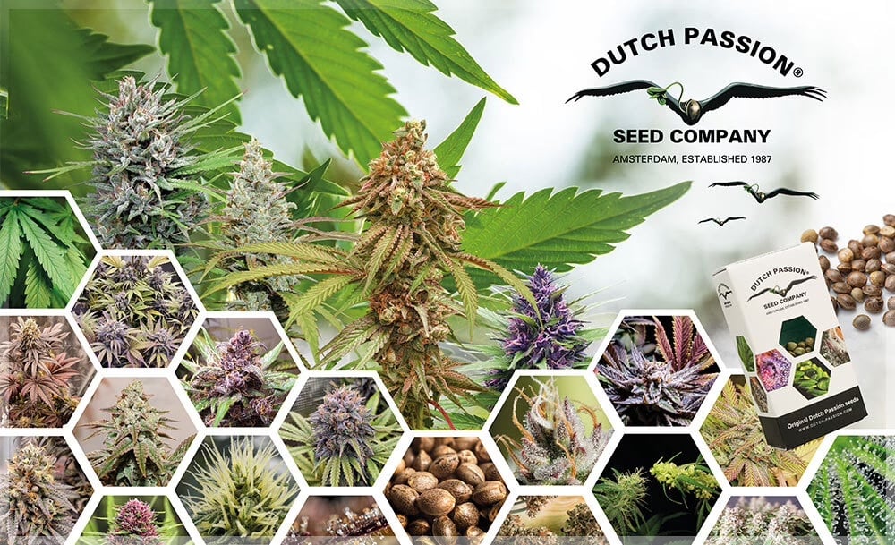 Dutch Passion cannabis seeds and products