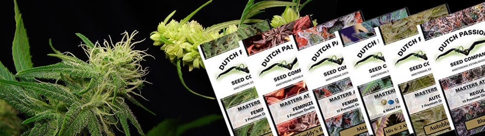 1990’s Feminised cannabis seeds invention 