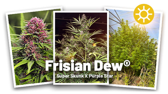 Frisian Dew