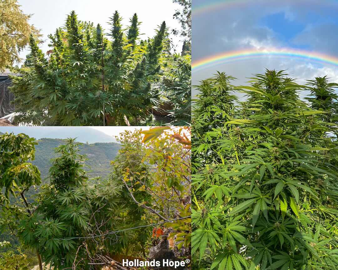 Hollands Hope fullplant Outdoors