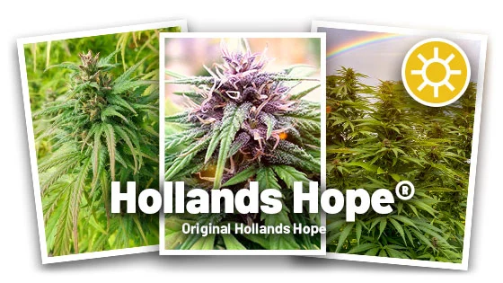 Hollands Hope