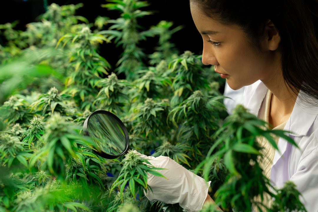 Infertile-seedless-cannabis-plants-triploid-cannabis