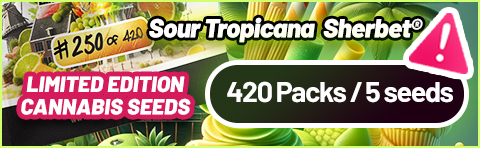 Sour Tropicana Sherbet limited edition cannabis seeds