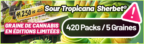 Sour Tropicana Sherbet limited edition cannabis seeds