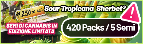 Sour Tropicana Sherbet limited edition cannabis seeds