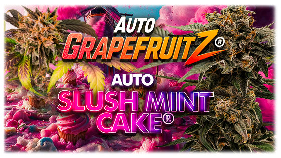 Auto Slush Mint Cake & Auto GrapeFruitz