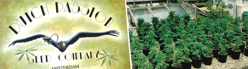 1987 Officially established in Amsterdam