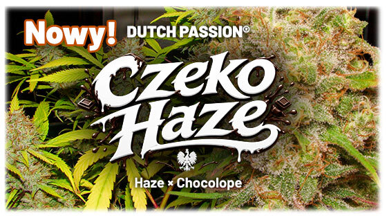 Czeko Haze
