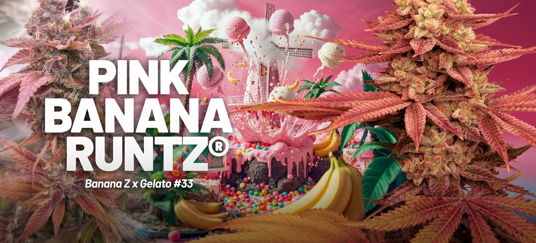 Pink Banana Runtz