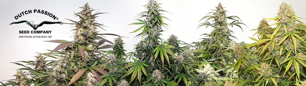 2000’s Premium autoflower seeds pioneers