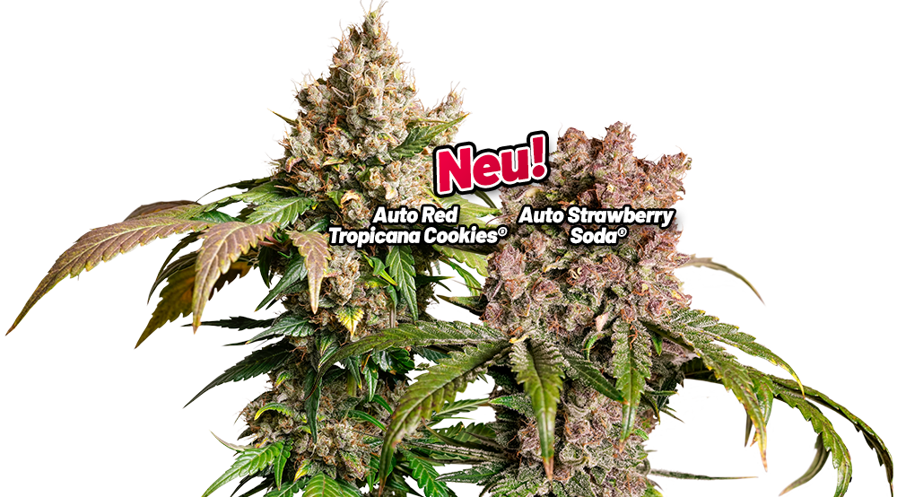 Autoflower