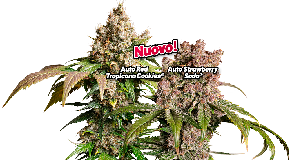 Autoflower