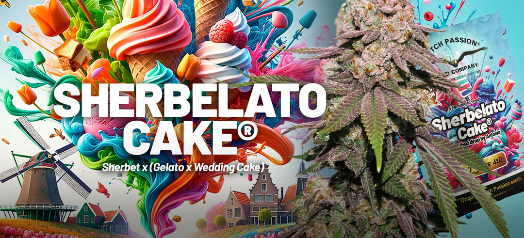 Sherbelato Cake