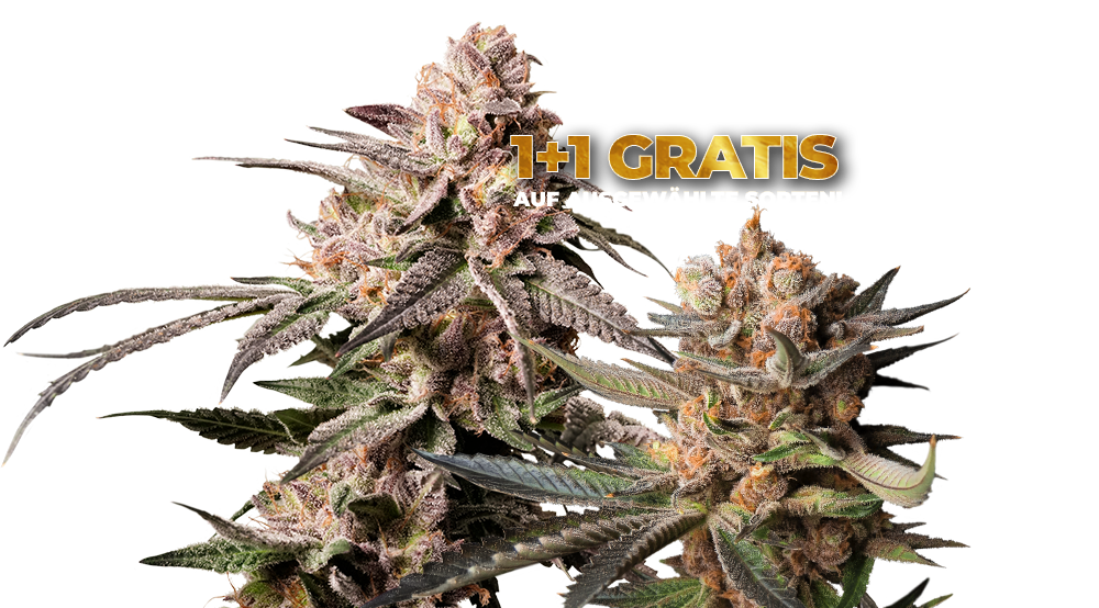 Slush Mint Cake Dutch Passion