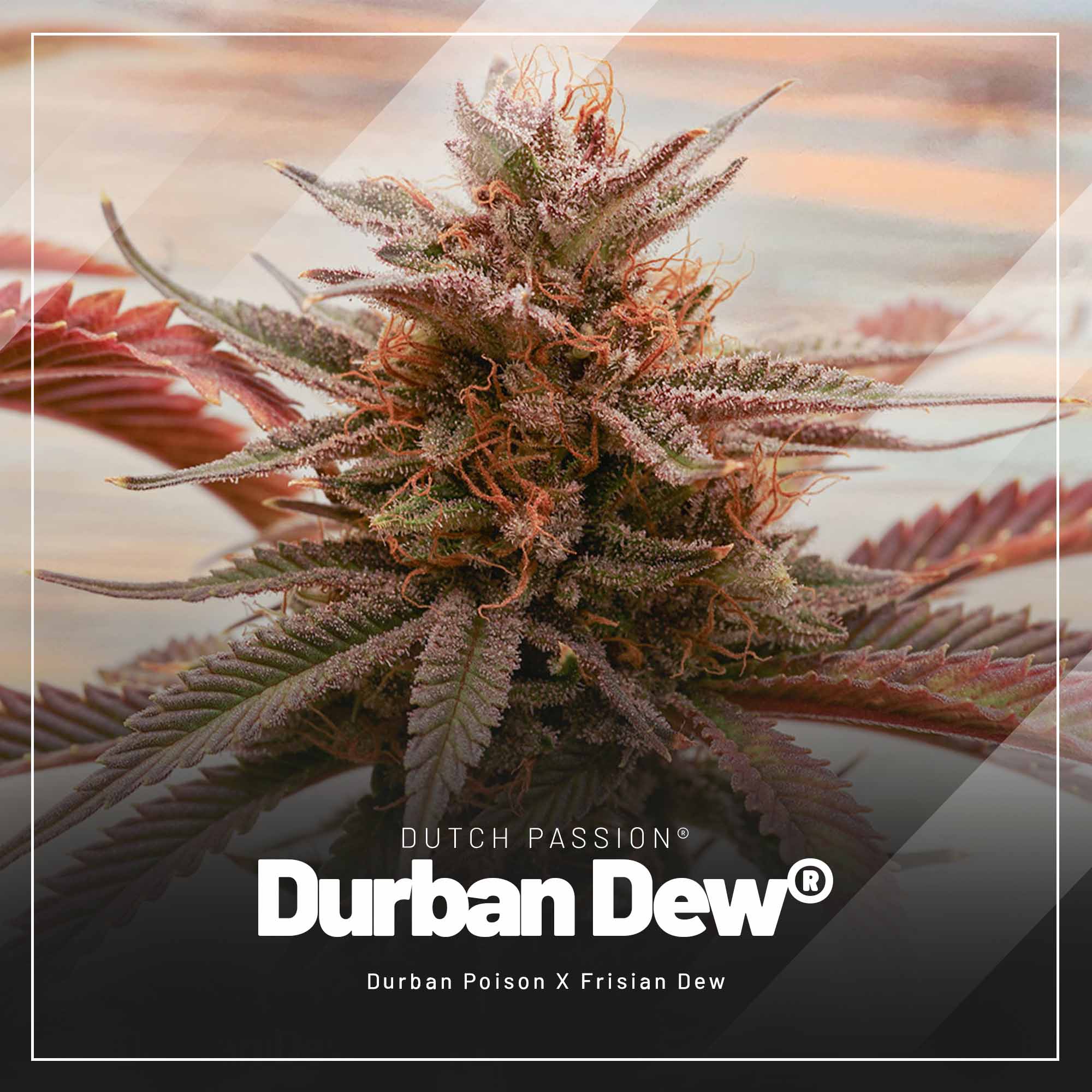 Durban Dew feminised photoperiod cannabis seeds