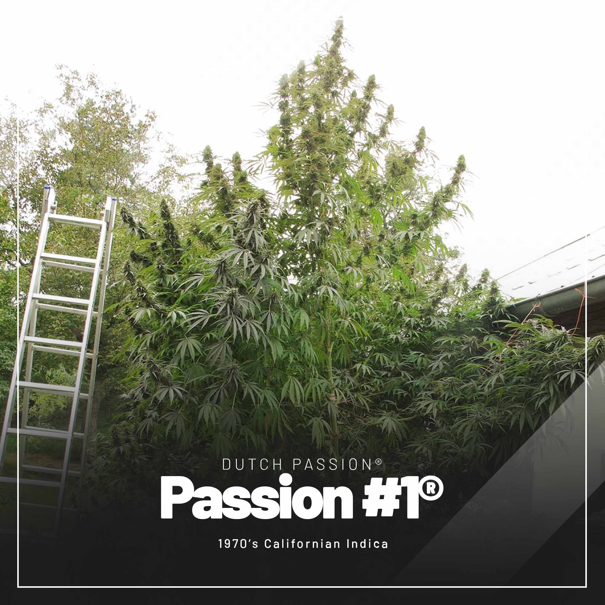 Passion #1 feminised photoperiod cannabis seeds