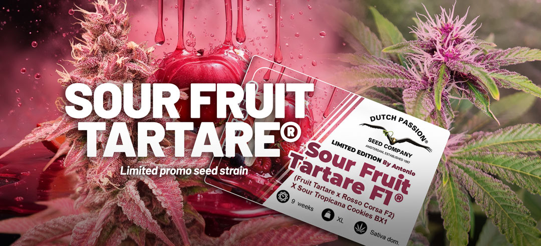 Sour Fruit Tartare F1