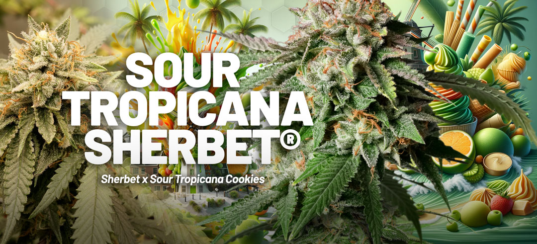 Sour Tropicana Sherbet