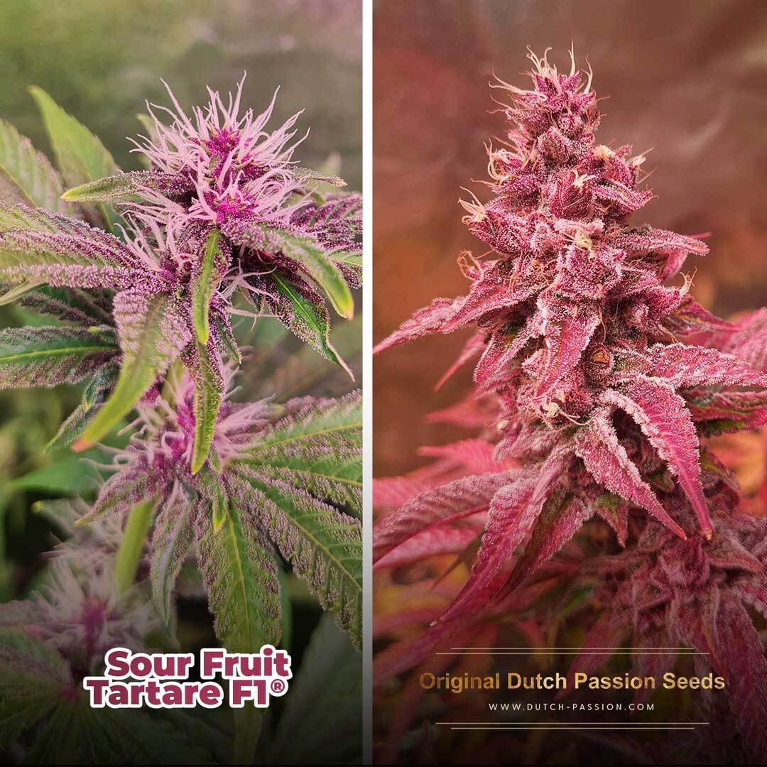 Sour Fruit Tartare F1 pink-colored cannabis