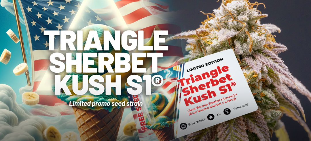 Triangle Sherbet Kush S1