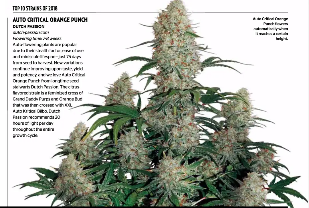 Auto Critical Orange Punch Top 10 strains of 2018