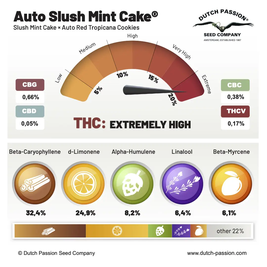 Auto Slush Mint Cake Cannabinoids and Terpenes