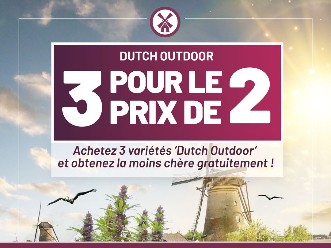 Achetez 3 variétés ‘Dutch Outdoor’ et obtenez la moins chère gratuitement !