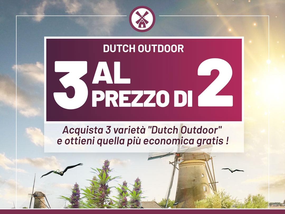 Acquista 3 varietà "Dutch Outdoor" e ottieni quella più economica gratis !
